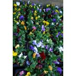 2 large trays of winter flowering pansies