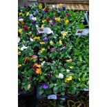 2 large trays of winter flowering pansies