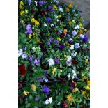 2 large trays of winter flowering pansies