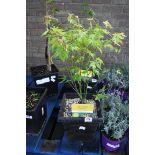 Potted acer