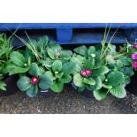 Pair of primrose patio tubs