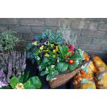 Wicker patio tub of mixed plants