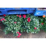 Pair of ivy geranium patio tubs