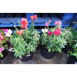 Pair of antirrhinum patio tubs