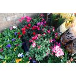 Tray of fuchsias and cyclamen