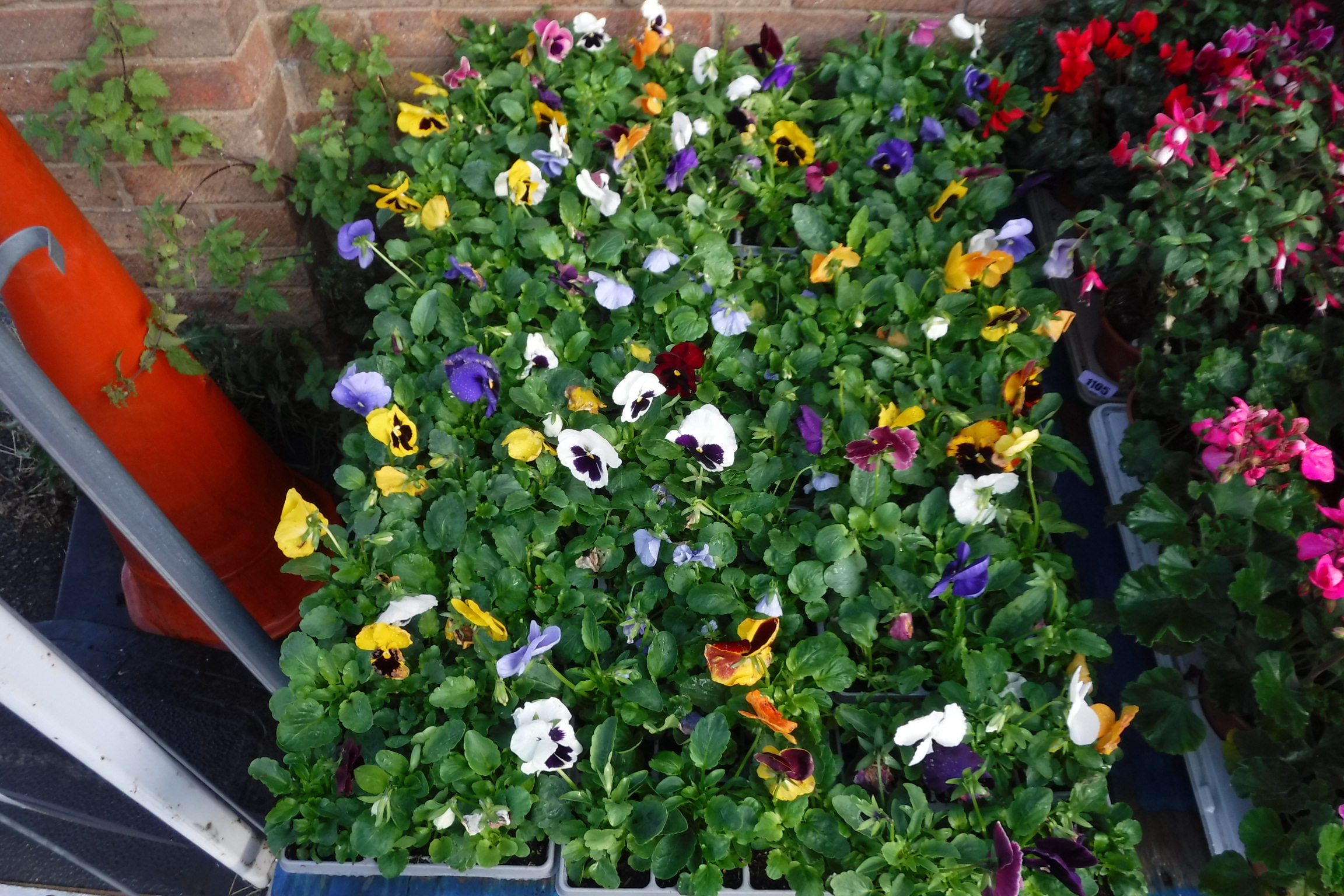 6 small trays of winter flowering pansies