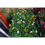 6 small trays of winter flowering pansies