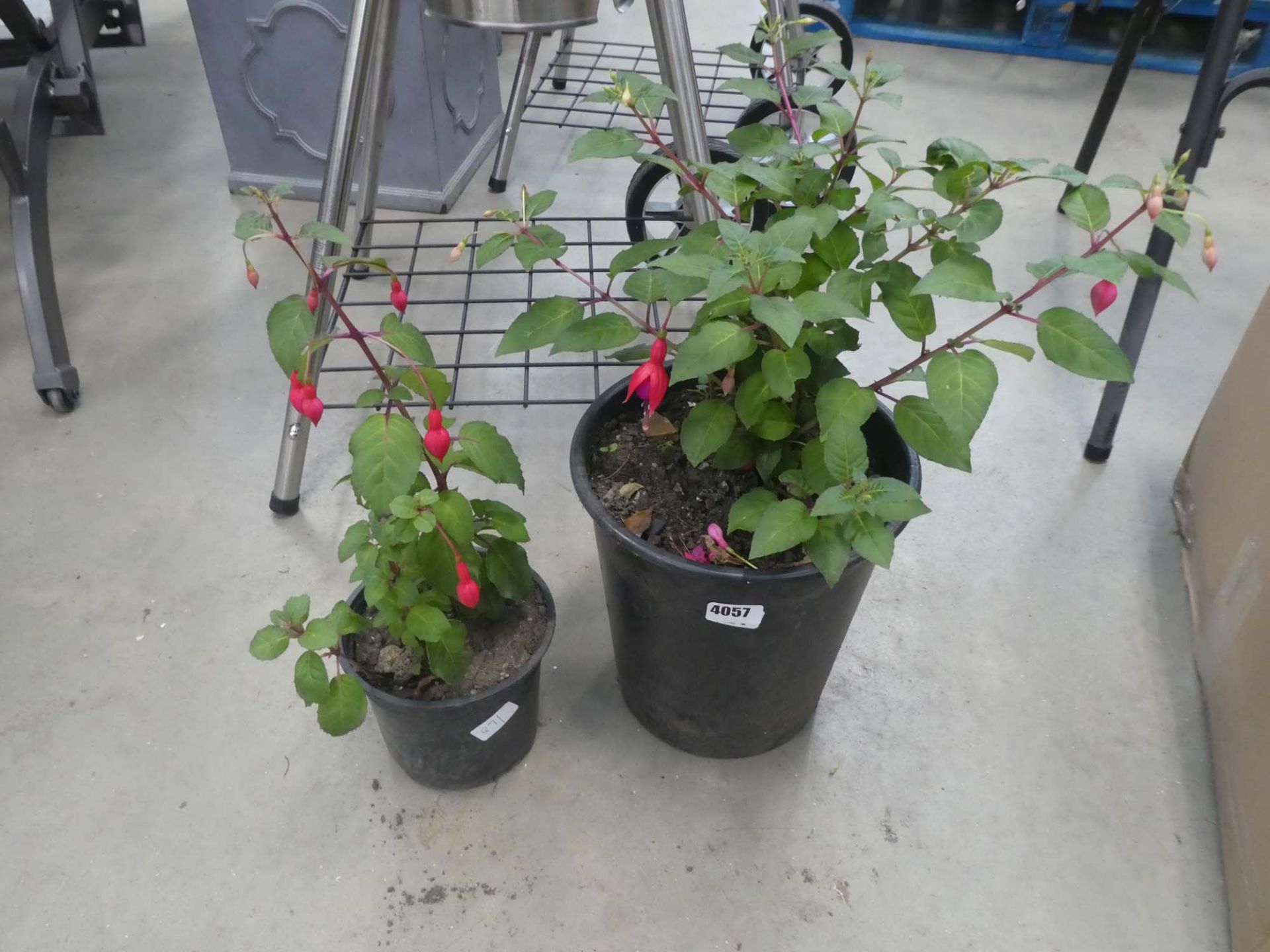 4134 Large potted fuchsia and small potted fuchsia