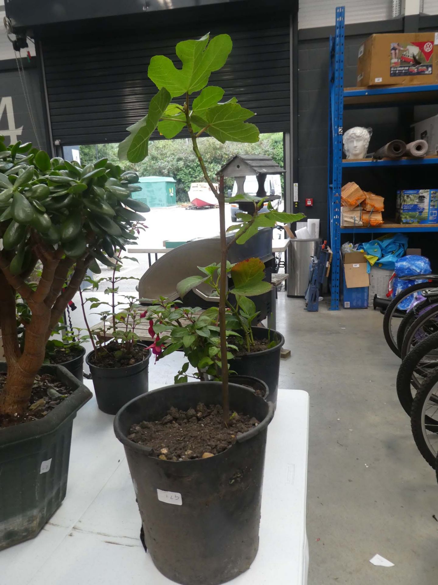 Large potted fig tree