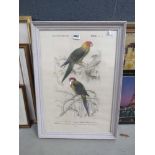 Framed and glazed print - two parrots