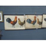 5576 4 paintings of various chicken breeds