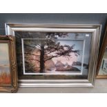 5073 Framed and glazed photograph of a pine edged coastal scene