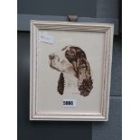 5067 Framed and glazed picture of a spaniel signed AF Draper