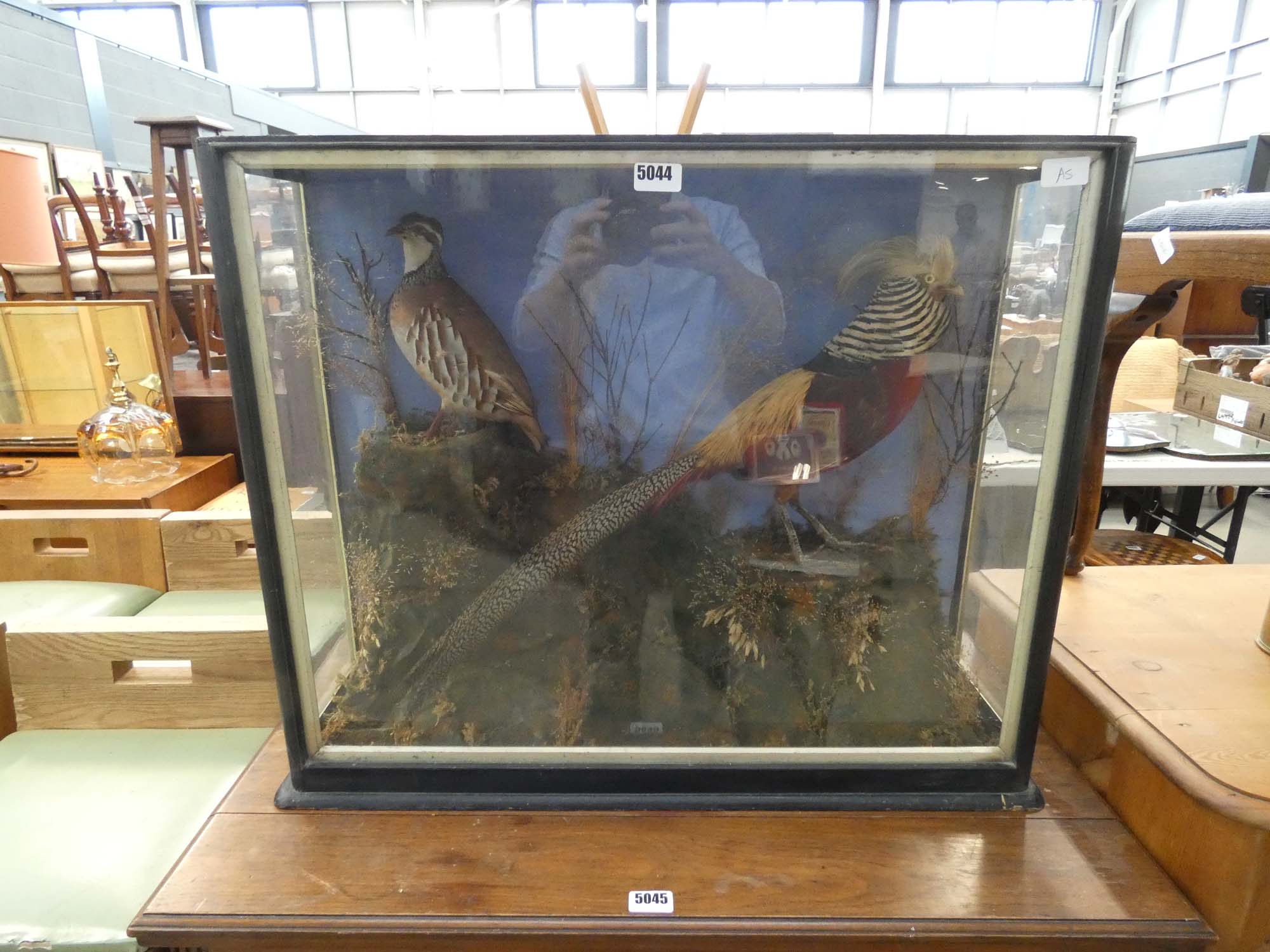 Cased Victorian taxidermy study of a partridge and a golden pheasant (Tommy & Allen)