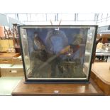 Cased Victorian taxidermy study of a partridge and a golden pheasant (Tommy & Allen)