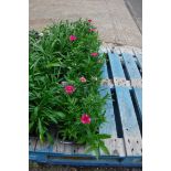 4 trays of dianthus