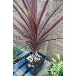 Large red cordyline