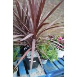 Large red cordyline