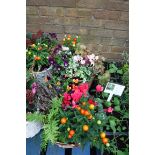 2 baskets of mixed flowers