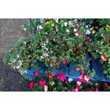 2 hanging baskets of white flowering plants