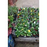 2 trays of pansies