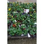 2 trays of pansies