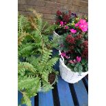 3 small potted ferns