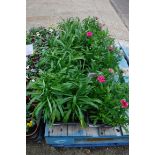 4 small trays of wallflowers