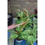 3 small potted ferns