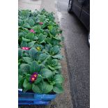 2 trays of primulas