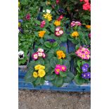 Tray of primroses