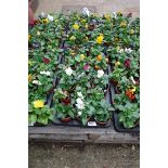 2 trays of pansies