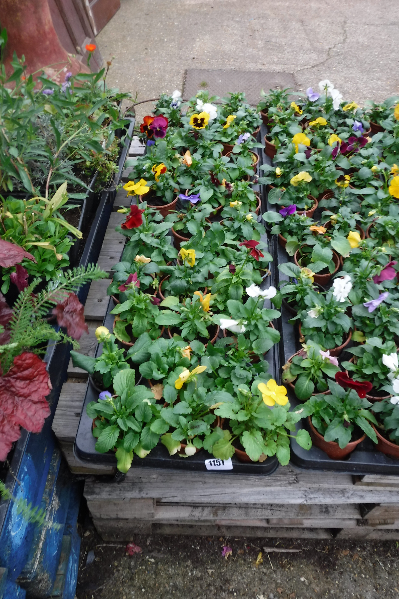 2 trays of pansies - Image 2 of 4