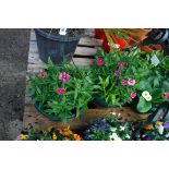 2 hanging baskets of dianthus