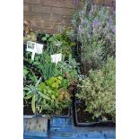 4 trays of mixed herbs