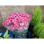 Large pot of dark pink chrysanthemums