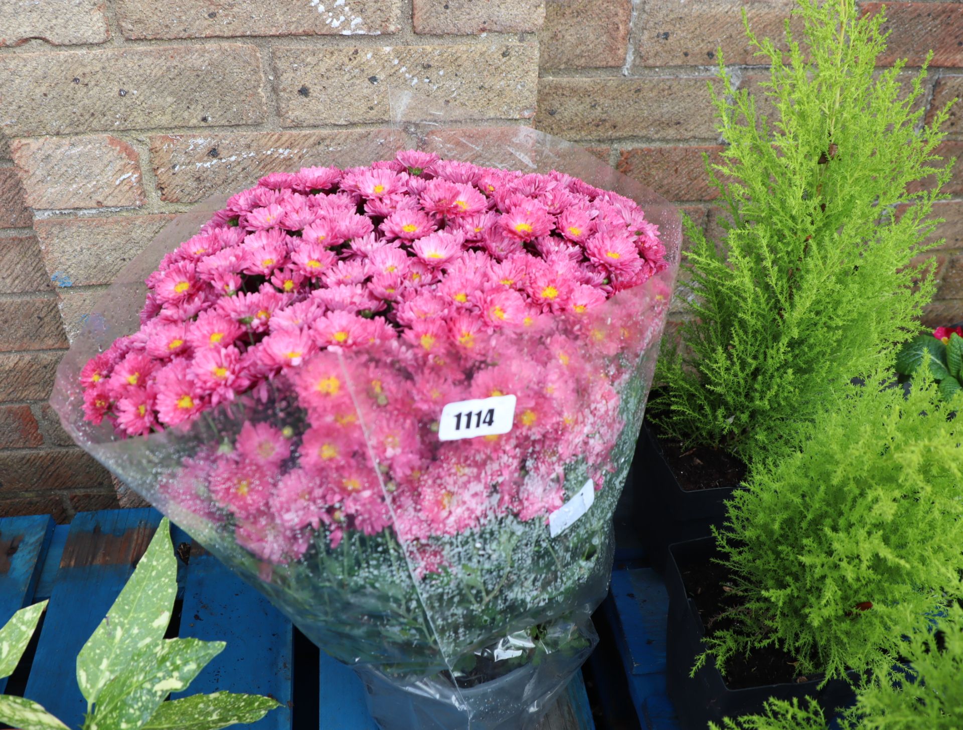 Large pot of dark pink chrysanthemums