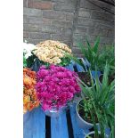 2 small potted chrysanthemums, 1 dark pink, 1 orange