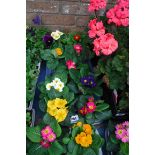 Tray of primroses