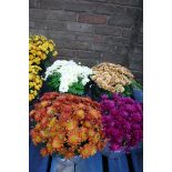 2 small potted chrysanthemums, 1 orange and 1 white