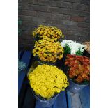 3 small potted yellow chrysanthemums