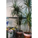 Marginata indoor palm