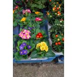 Tray of primroses