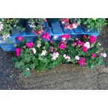 2 trays of geraniums