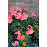 Tray of geraniums