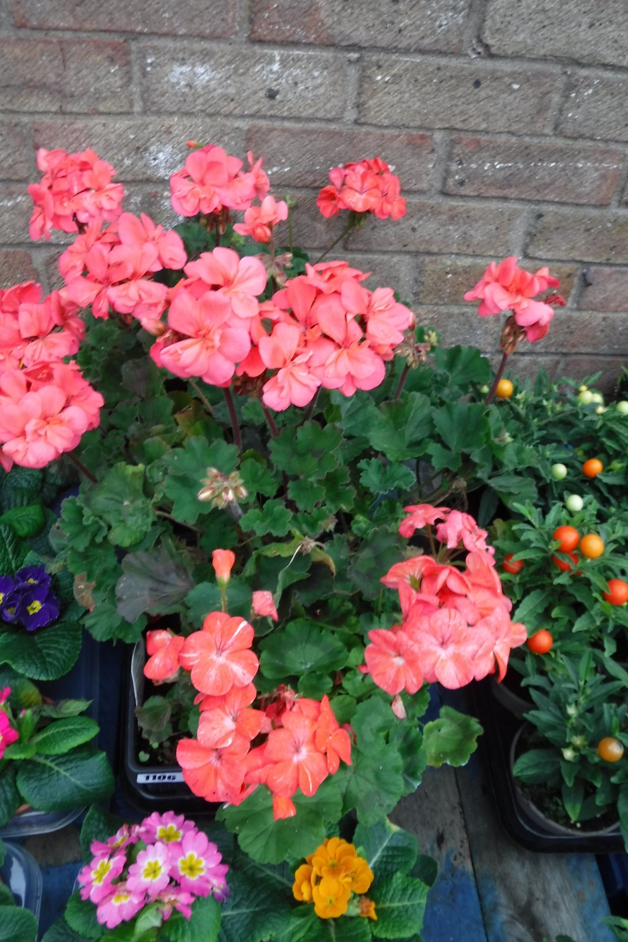 Tray of geraniums