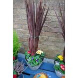 Pot of cordyline and primroses