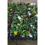 2 trays of pansies