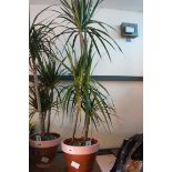 Marginata indoor palm