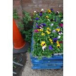 6 trays of pansies